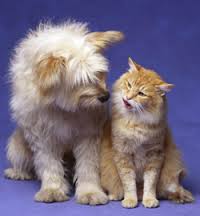 cat and dog