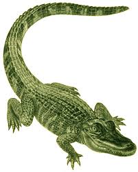 alligator