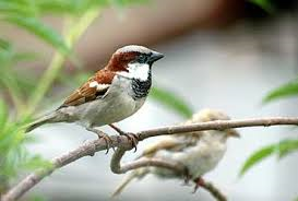 sparrow