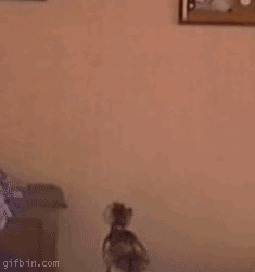 cat climbing the wall gif