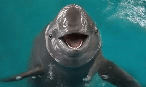 porpoise
