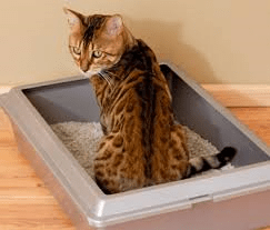 cat in litterbox