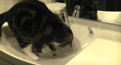 cat in bathroom gif