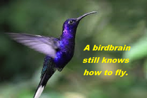 hummingbird with words