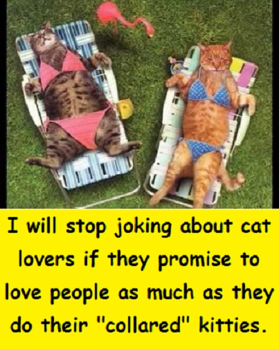 cats in bikinis with words