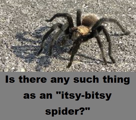tarantula with words