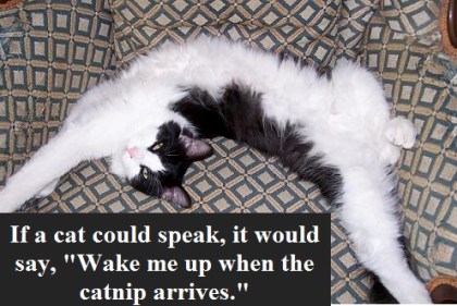 cat splayed with words