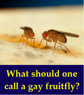 gay fruitfly with words