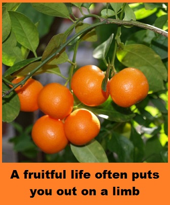 orange-tree-branch-with-words