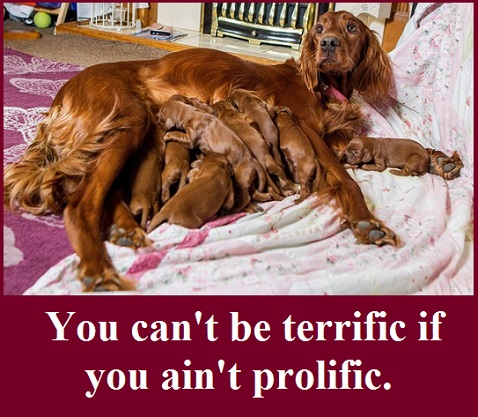 you can't be terrific if you ain't prolific