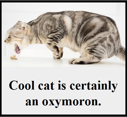 Cat coughing up hairball